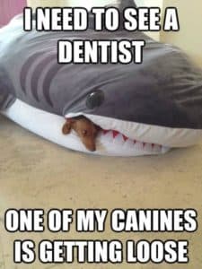 loose canine